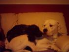 Dogo+argentino+hunting+video
