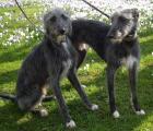Bearded collie lurcher