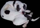 American+bulldog+dogo+argentino+mix