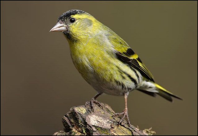 image gallery: siskin bird