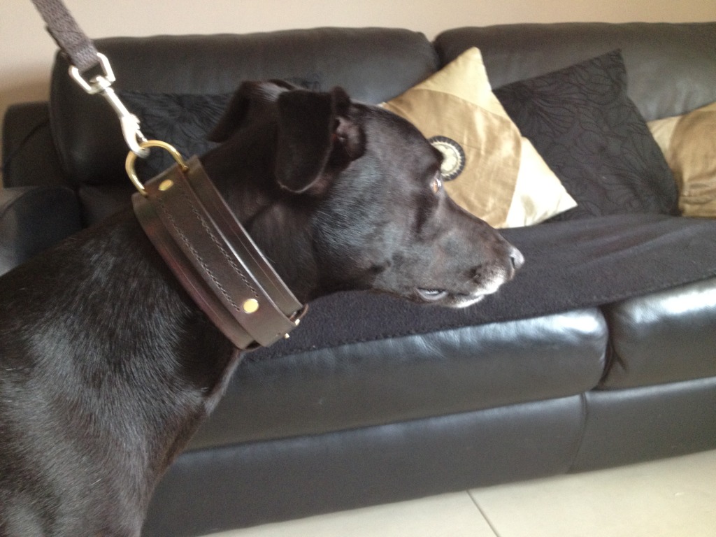 Black dog trading system forum