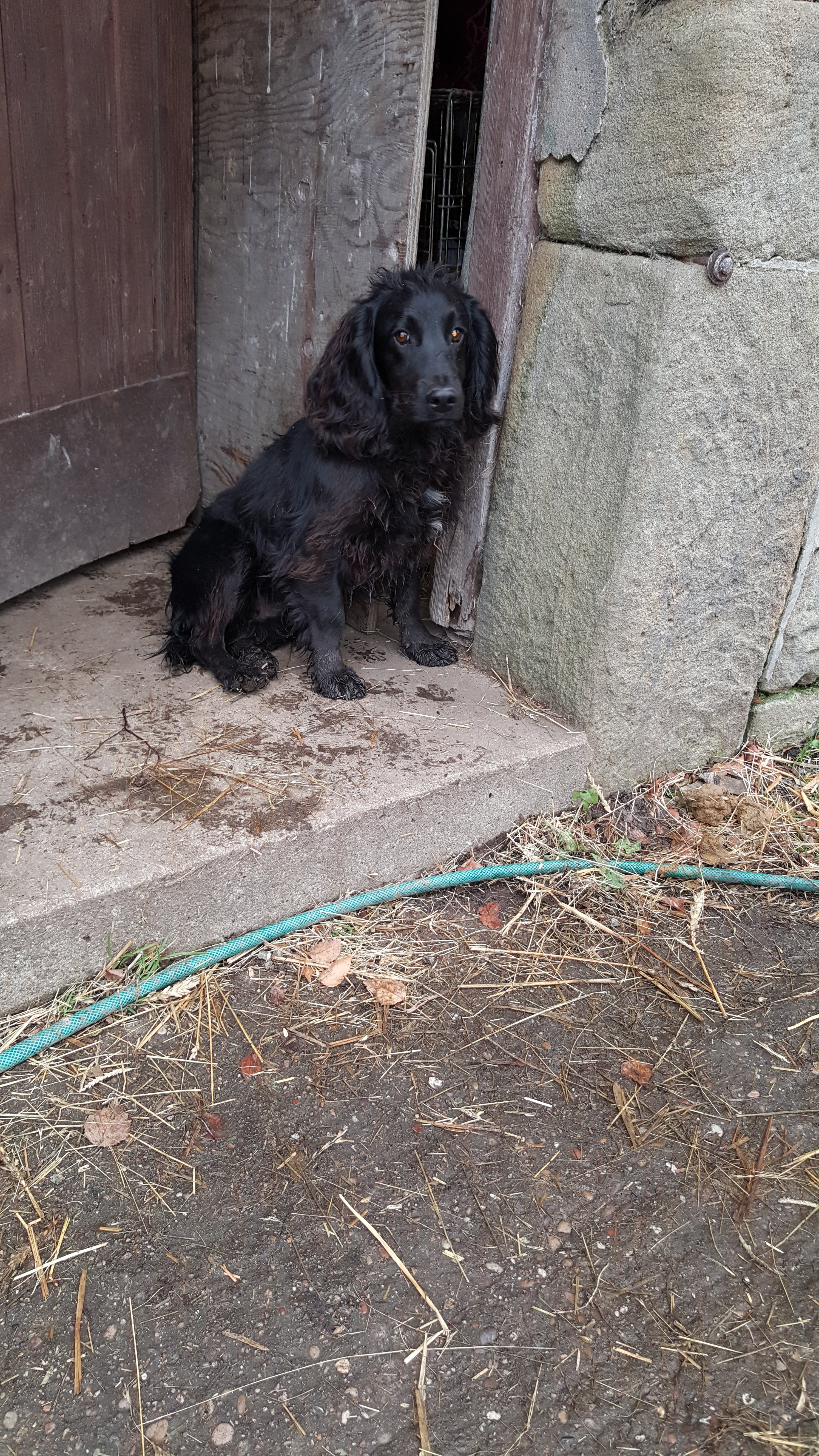 Cocker dog pup