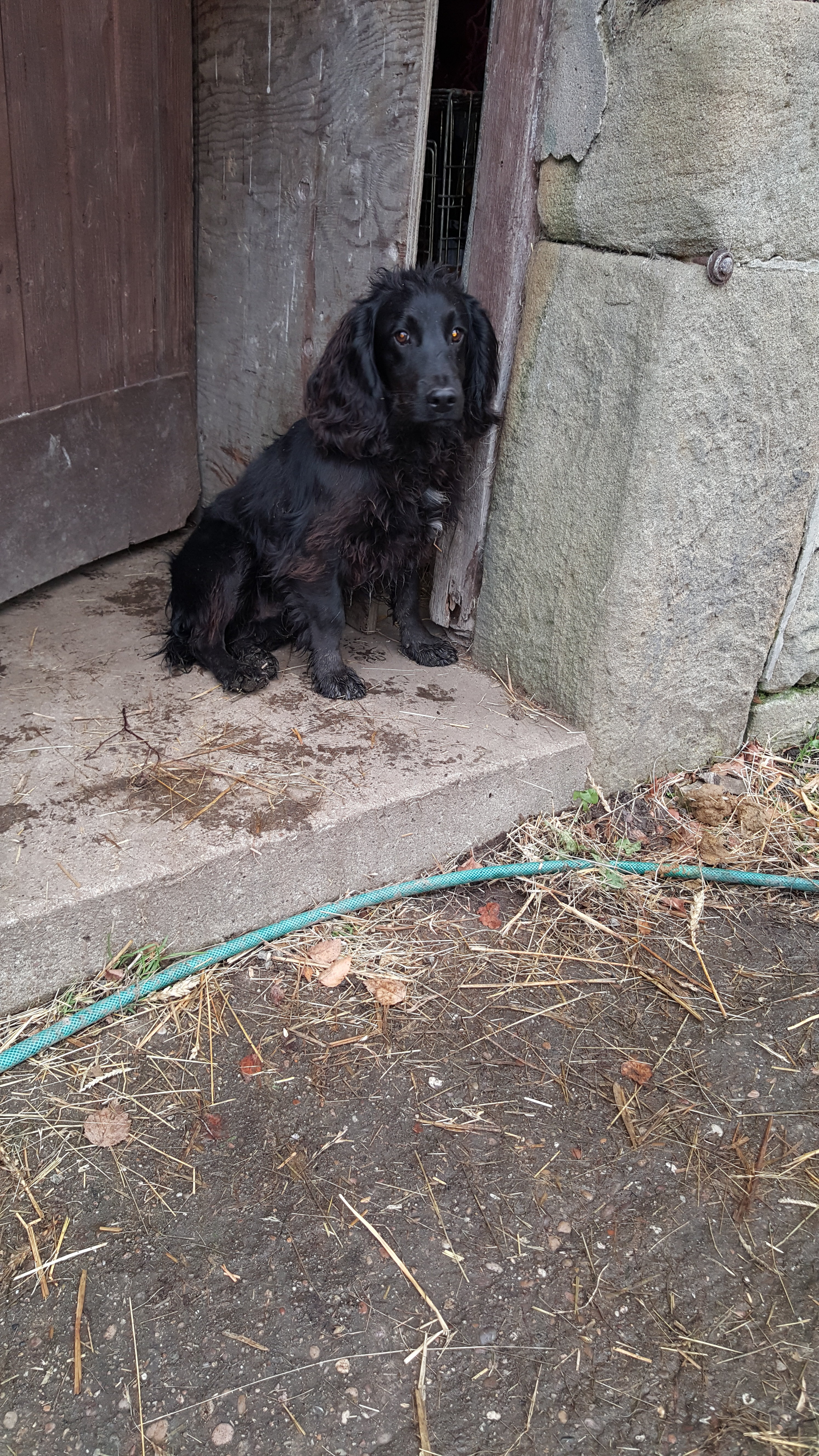 Cocker dog pup