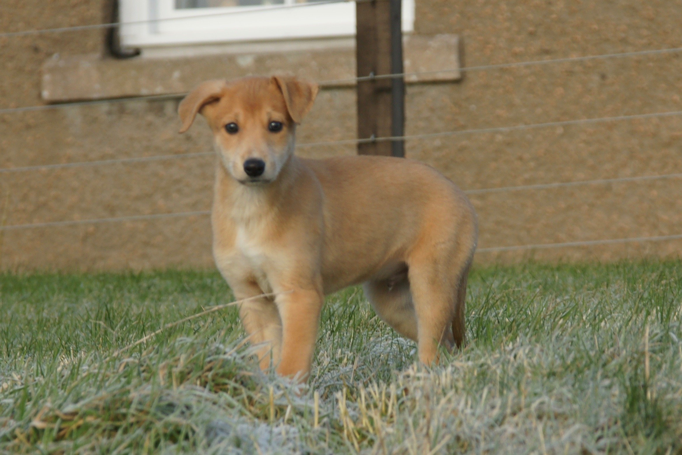 Lurcher pup