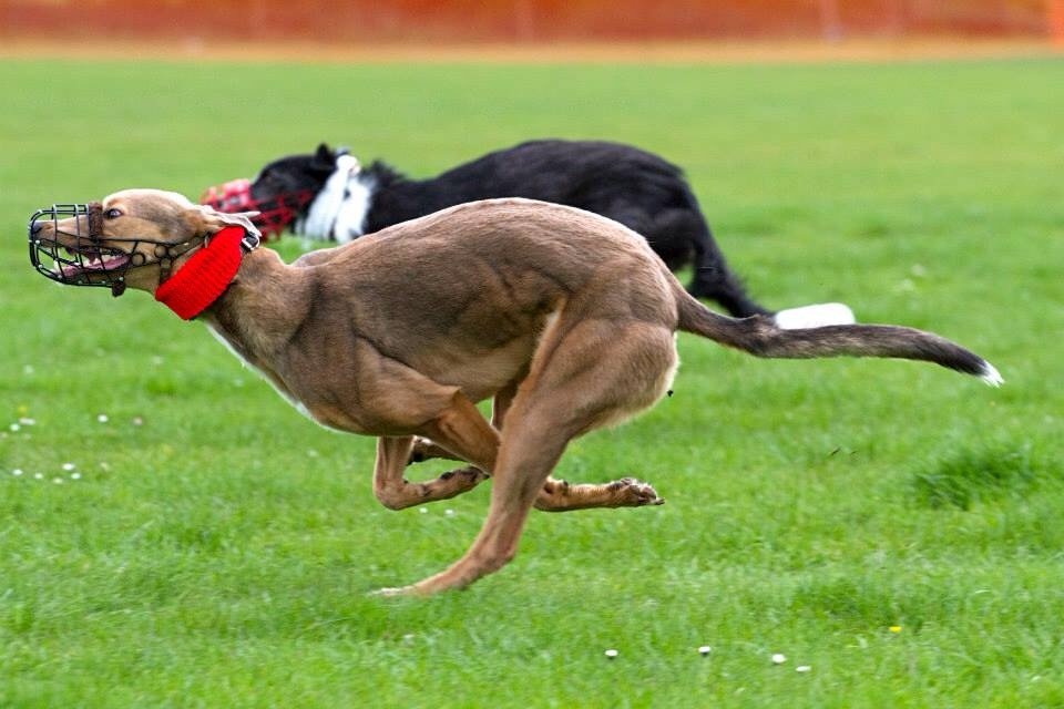 Working Lurcher Puppies