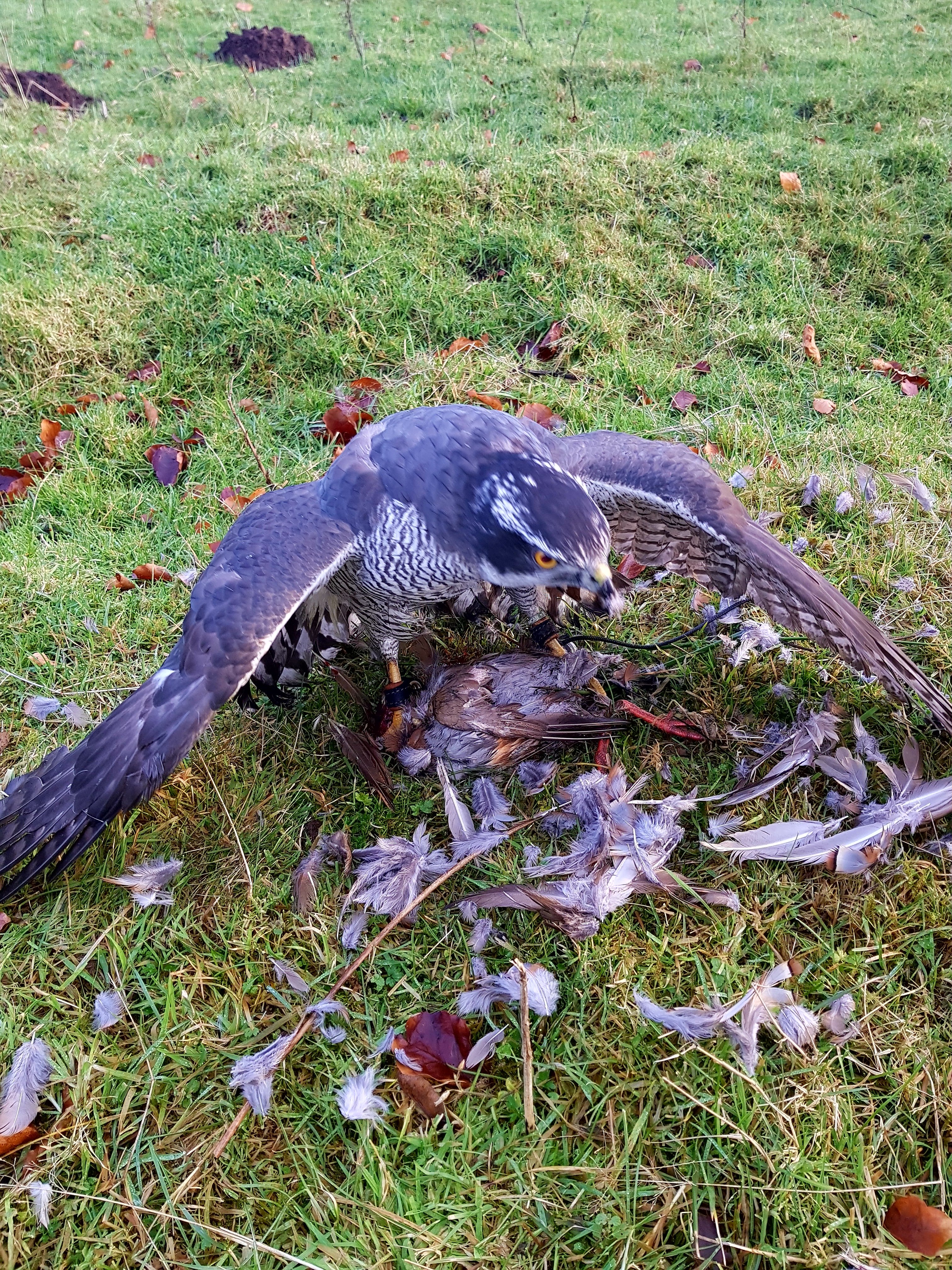 Wanted female goshawk