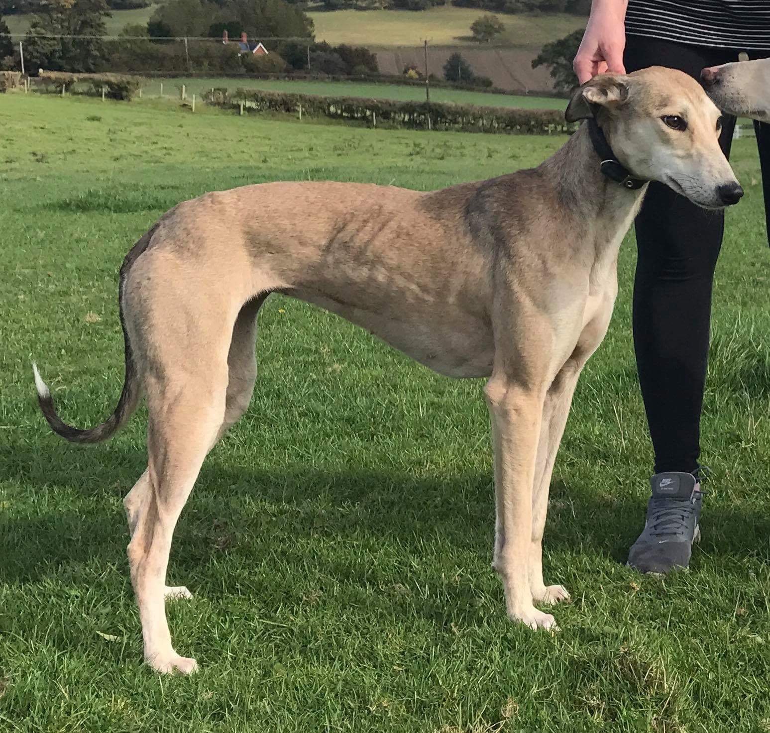 Saluki bull grey