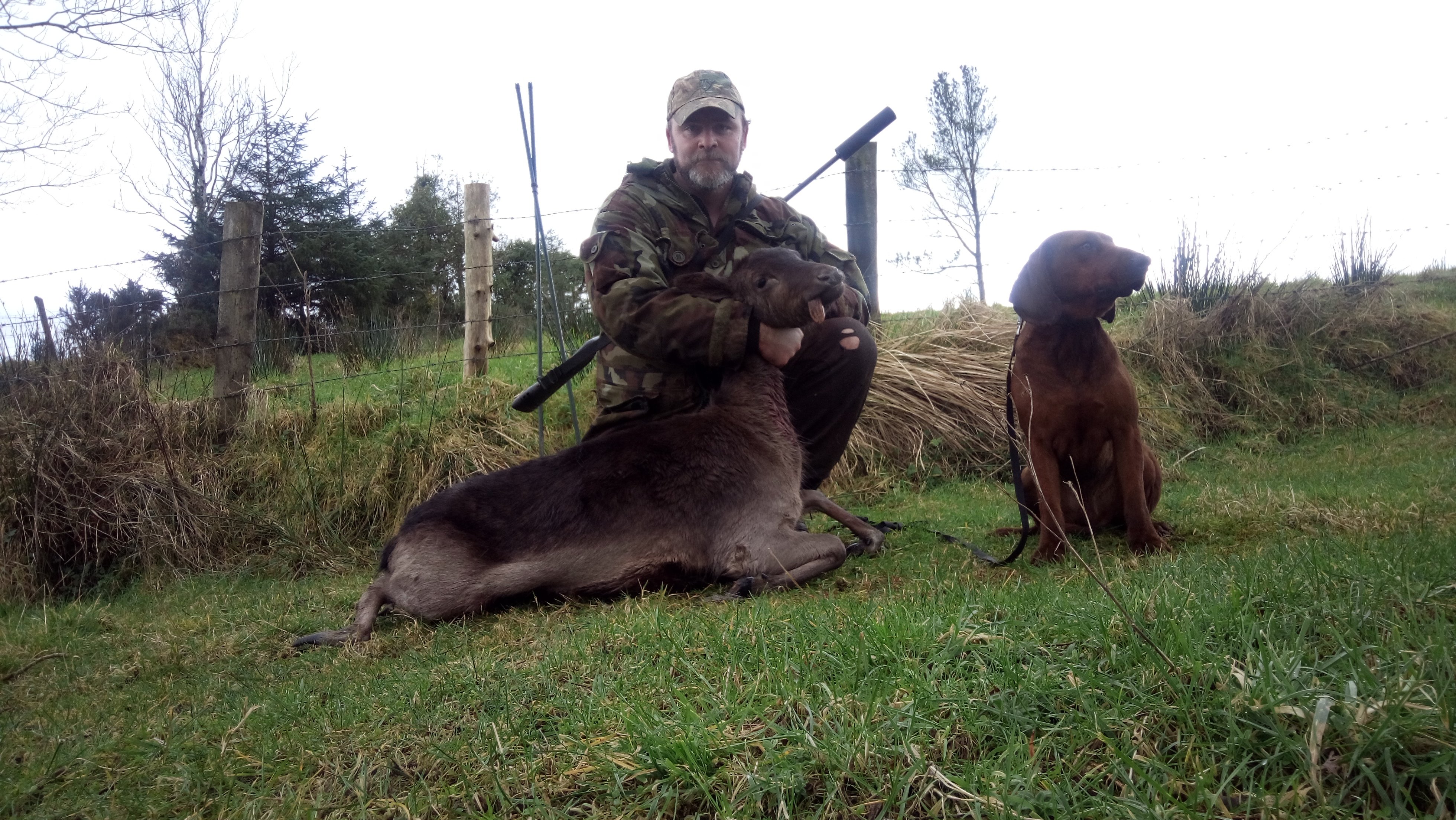 Northern Ireland - Bavarian Mountain Scenthound x FT Springer Spaniel Pups - £400