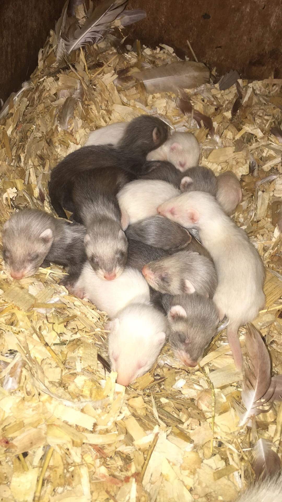 Ferret kits for sale