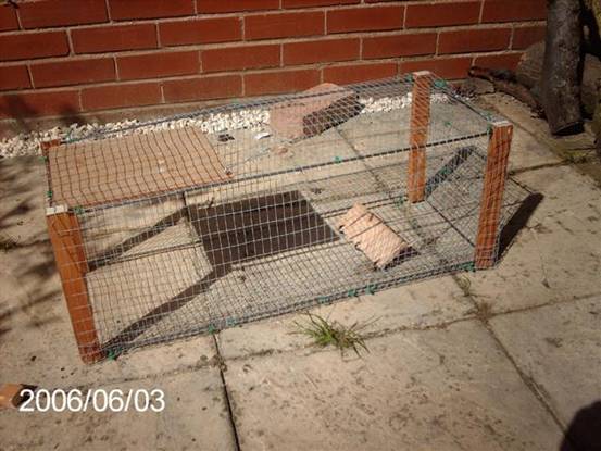 Rabbit Traps