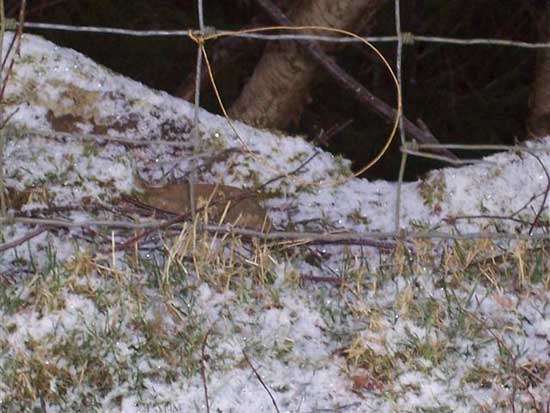 Rabbit Fence Snare.