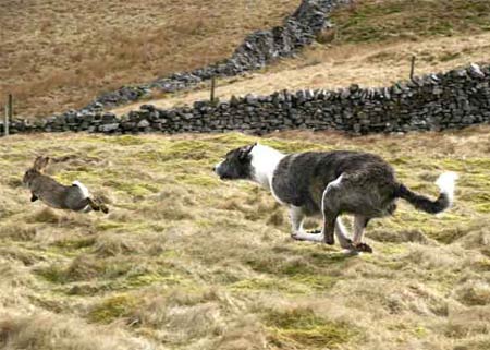 Collie Cross Lurcher In Pursuit Of Rabbit