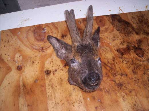 Roe Deer Head Removed.