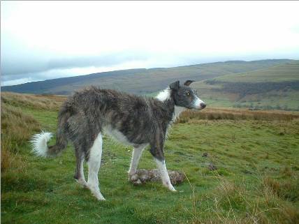 Collie lurcher.