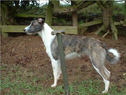 Lurcher keen and ready