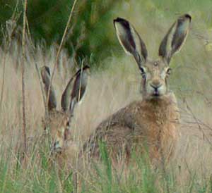Pair of hares.