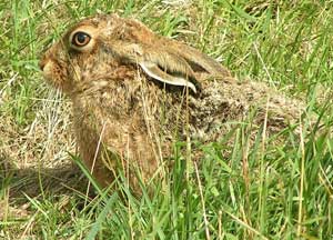 Brown hare laying low.