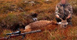 Red Deer, successful hunt.