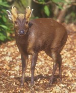 Muntjac Deer