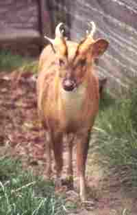 Muntjac Deer Male.