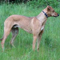 Dog Lurcher