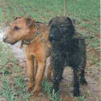 working terriers air