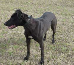 Bull Whippet Greyhound