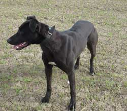 Bull Greyhound Lurcher 