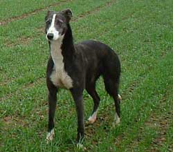 Collie Greyhound Lurcher 