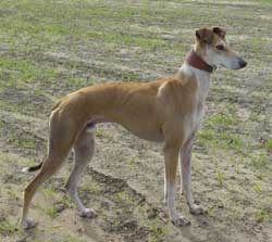 Saluki Greyhound Lurcher