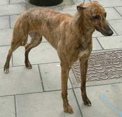 Whippet Greyhound Lurcher