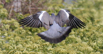 Pigeon Shooting and Decoying Guide woodpigeon