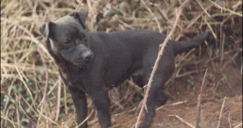 The Patterdale Terrier Working Patterdale Terrier