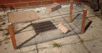 How to Build a Rabbit Trap How to Build a Rabbit Cage Trap