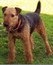 Airedale From Ny