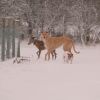 blizzard
