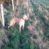 Willow