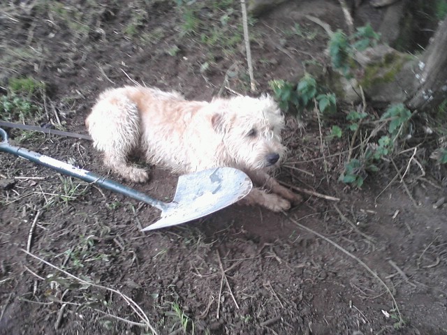Working wheaten hotsell terrier for sale