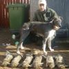 4 netted 2 walked up and a pheasant pegged in cover
