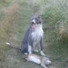 retrieving shot hares is hard work