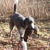 jazz retrieving