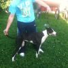 my collie hound bitch