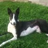 3/4 Greyhound 1/4 Collie