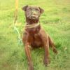 Any Pictures of Patterdale Wheeler Strain Earthdogs Working