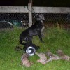 Beddy x whippet