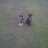 Rosie & Stella #2