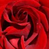 DSC 0017 (427x640)
