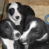 Patch and Bobs Pups