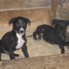 Patch and Bobs Pups