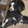 Patch and Bobs Pups